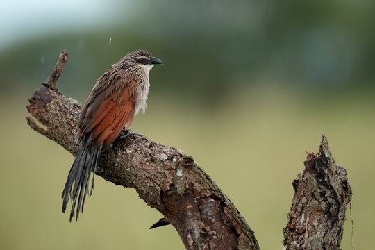 Burchell's coucal perched on branch in rain
