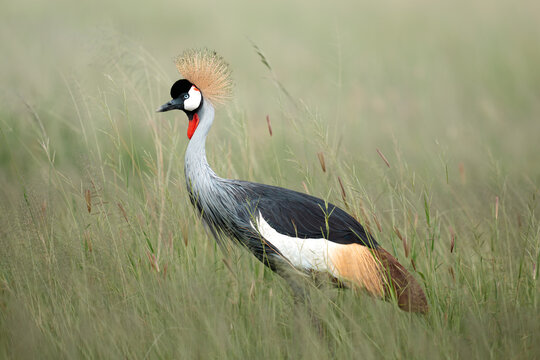 Grey crowned crane bird standing in tall grass