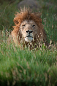 African lion king with battle scars in grass