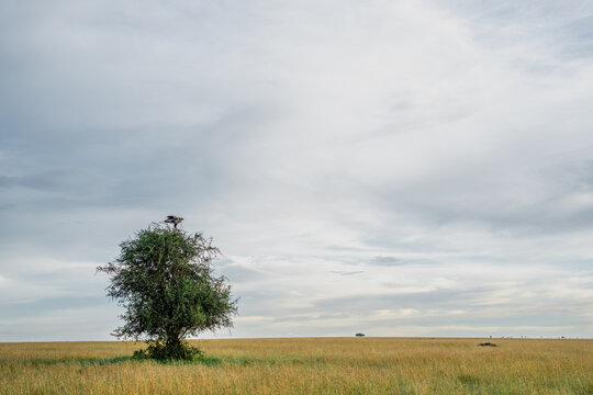Eagle perching on acacia tree in african savannah