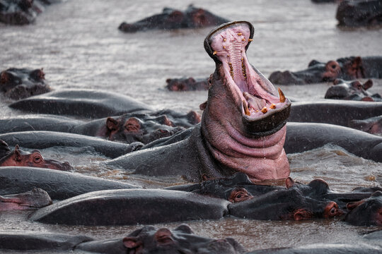 Hippopotamus yawning showing tusks in serengeti water