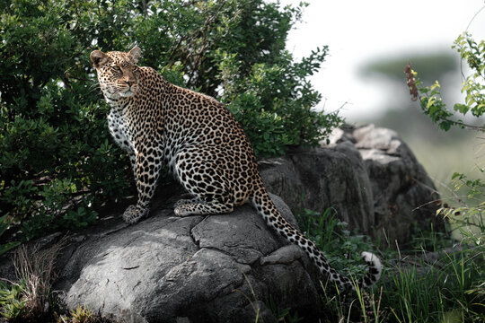 Leopard resting on rocks watching savanna environment