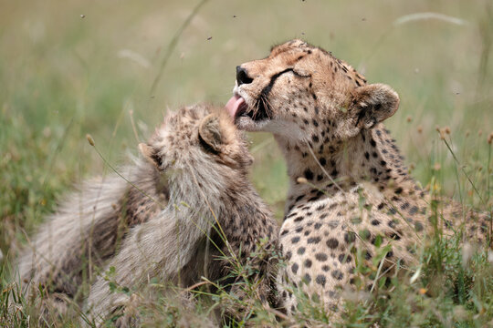 Cheetah mother grooming cub displaying care and bond