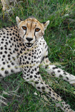 Cheetah resting in green grass looking at camera