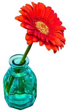 PNG Transparent Image - Large, Bright, Vibrant Dark Orang Red Gerber Daisy in Small Glass Vase Flower, Still Life, Floral, Cheerful, Uplifting, Happy, Joyful, Celebration, Spring, summer, Fun, Lovely