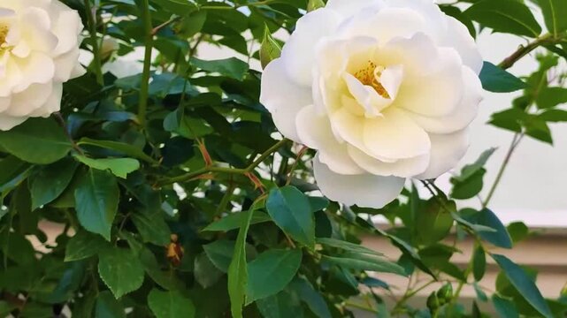 Close-up of a Beautiful White Rose Blooming in a Lush Green Garden. Elegant Soft Petals of a White Flower Swaying Gently in the Wind. Romantic Summer Nature Background with Bright Sunlight.