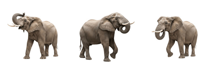 Obraz premium Majestic African Elephant - Loxodonta africana - Éléphant d'Afrique - Elefante africano - Wildlife Photography SEO Title - Giant Mammal in Safari Nature Habitat - High Resolution Animal Photo Portrait