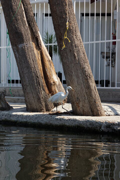 GARZA BLANCA  JUNTO AL LAGO EN MEDIO DE UNOS TRONCOS DE ARBOL