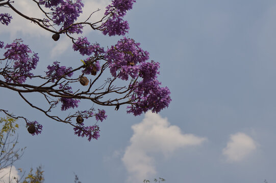 CLOSE UP RAMAS DE JACARANDA EN CIELO AZUL CON NUBES