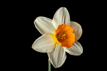 Fototapeta premium White narcissus flower on black background.