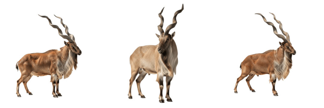 Markhor Wild Goat - Capra falconeri - Markhor - Marjor - Spiraled Horn Mammal SEO Title - Rare Mountain Animal with Long Twist Horns Wildlife Photography - Endangered Species of Central Asia