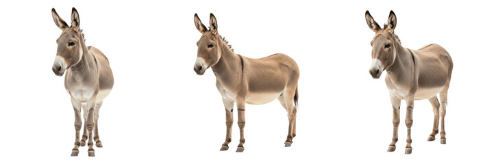 Fototapeta premium African Wild Ass - Equus africanus - Âne sauvage - Asno - Endangered Desert Equine SEO Title - Rare Mammal in Arid Ethiopia Plains Wildlife Photography - Ancestor of the Domestic Donkey Portrait
