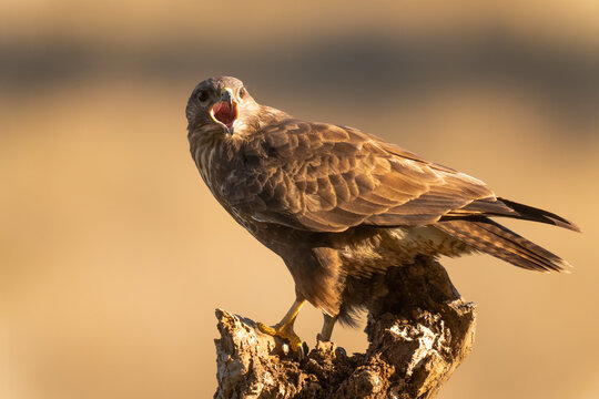 Buzzard Perched On A Dead Branch With Its Beak Open  