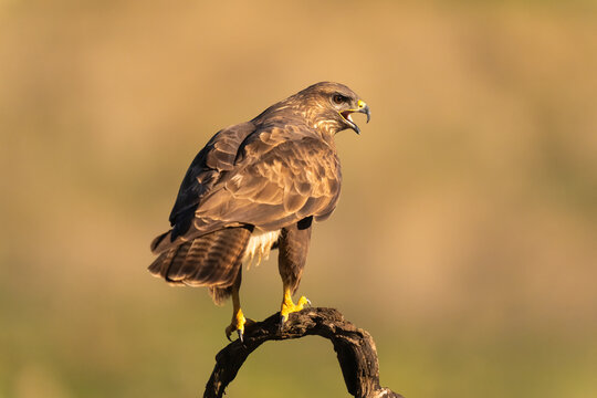 A Common Buzzard Perched On A Tree Branch 
