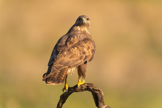 Common Buzzard Looking At The Camera  