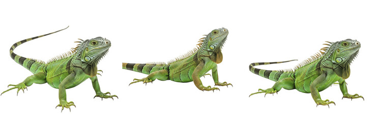 Obraz premium Green Iguana Branch - Iguana iguana - Iguane - Iguana - Tropical Herbivore Reptile SEO Title - Large Lizard Climbing in Rainforest Trees Wildlife Photography - Exotic Pet Nature Animal Portrait