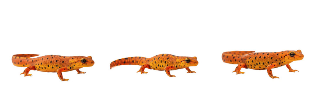 Fire Salamander Forest - Salamandra salamandra - Salamandre - Salamandra - Colorful Amphibian SEO Title - Black and Yellow Spotted Creature in Damp Woods Wildlife Photography - Unique Forest Wildlife