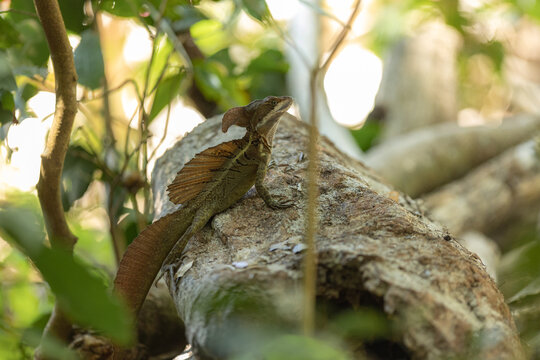 Basilisk lizard climbing tree in tropical jungle