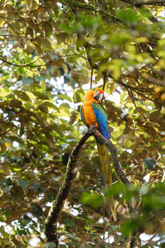 Colorful macaw perching on tree branch in tropical forest