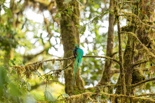Resplendent quetzal sitting on mossy cloud forest branch