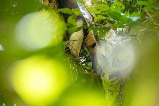 Northern tamandua climbing tree in lush costa rica rainforest