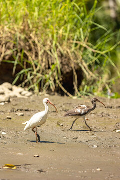 Juvenile white ibis walking along the muddy bank of a river