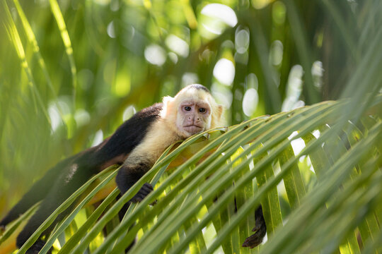 White-headed capuchin monkey resting on palm leaf