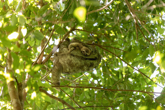 Mother sloth carrying baby in green forest canopy
