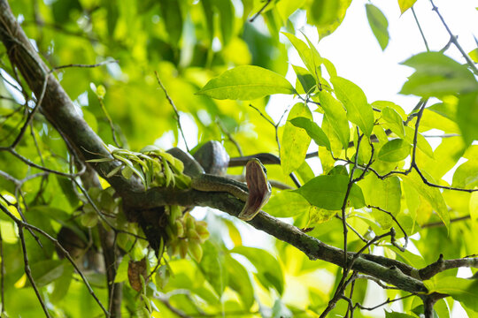 Green tropical snake opening mouth on tree branch