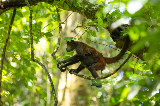 Spider monkey mother carrying baby through rainforest canopy