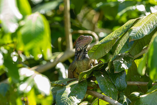 Green iguana resting among tropical jungle leaves