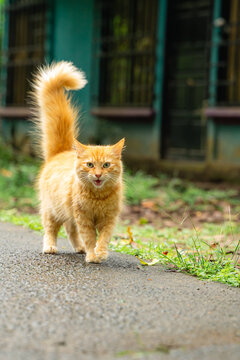 Orange cat meowing while walking on street
