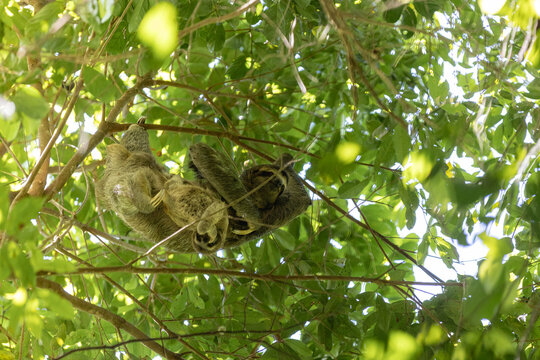 Sloth mother and baby hanging in tropical tree