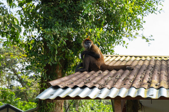 Spider monkey sitting on a corrugated metal roof
