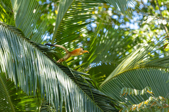 Squirrel monkey jumping across green palm fronds