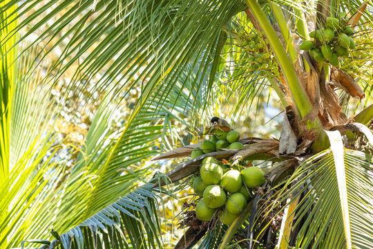 Squirrel monkey resting on green coconuts in a palm tree