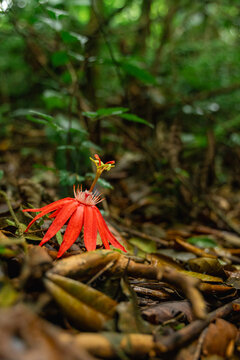 Red passion flower blooming on tropical forest floor