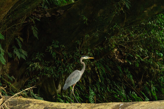 Great blue heron standing on log in costa rica jungle