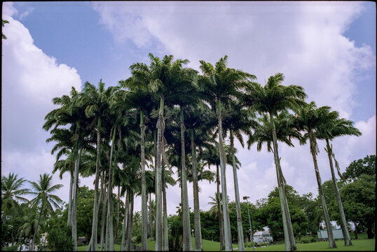 Tall palm trees grow in a group in the city park