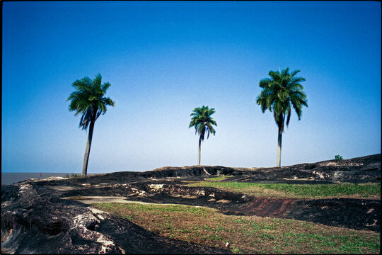 Barren coastline with palm trees