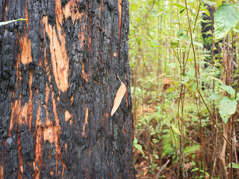 Burnt Tree Trunk in a Forest Scene After a  Bush Fire