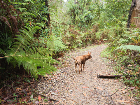 Small Dog Walks Along a Gravel Path in a Forest During Daytime