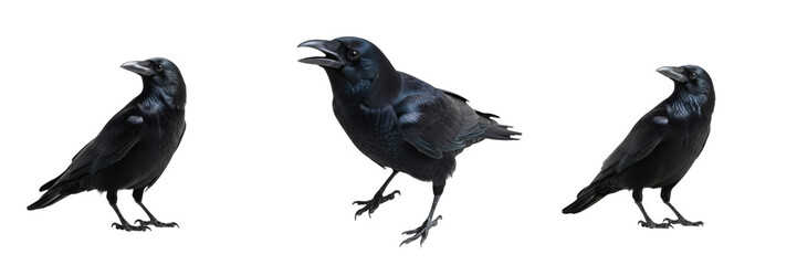 Obraz premium Common Crow Perched - Corvus brachyrhynchos - Corneille - Cuervo - Intelligent Black Bird SEO Title - Smart Songbird on Branch in Urban Park Wildlife Photography - Iconic Dark Bird Nature Photo Art