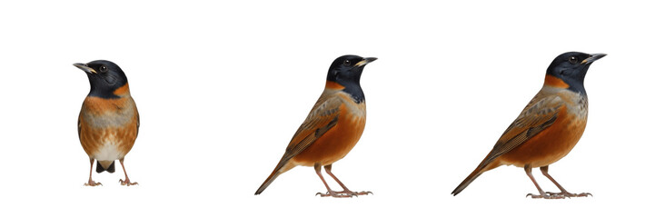 Obraz premium Common Nightingale Song - Luscinia megarhynchos - Rossignol - Ruiseñor - Musical Forest Bird SEO Title - Brown Songbird Singing in Spring Woodland Foliage Wildlife Photography - Secretive Nature Photo