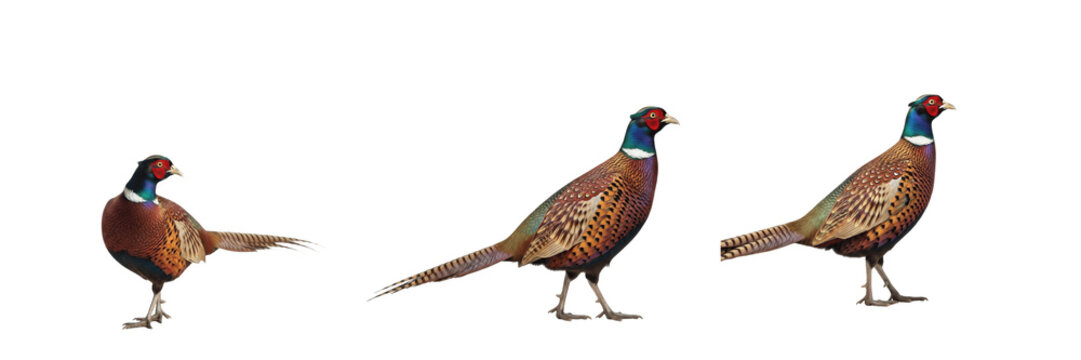 Common Pheasant Meadow - Phasianus colchicus - Faisan - Fais&aacute;n - Colorful Game Bird SEO Title - Long Tailed Bird in High Grass Field Wildlife Photography - Iconic Countryside Nature Wildlife Photo