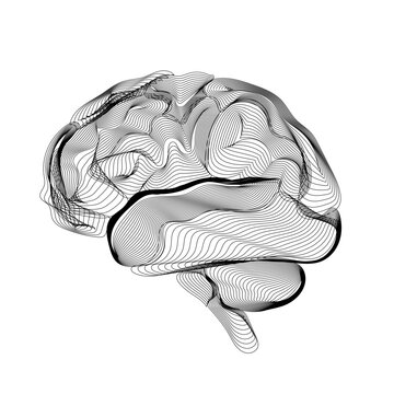 Minimalist Black Line Brain Abstract Illustration. Monochrome abstract brain formed by flowing contour lines, symbolizing neural pathways  and modern scientific visualization on a clean background