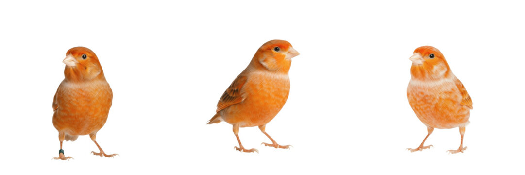 Domestic Canary Singing - Serinus canaria - Canari - Canario - Bright Yellow Songbird SEO Title - Small Pet Bird Perched in Sunlight Wildlife Photography - Vibrant Songbird Species Nature Portrait