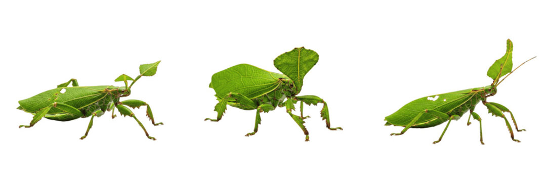 Leaf Insect Mimicry - Phyllium - Phyllie - Insecto hoja - Master of Camouflage SEO Title - Green Leaf Shape Insect Hiding in Tropical Forest Wildlife Photography - Incredible Nature Evolution Photo