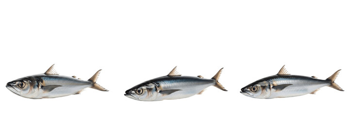 Fototapeta premium Pacific Sardine School - Sardinops sagax - Sardine - Sardina - Silver Marine Fish SEO Title - Massive Group of Small Fish in Ocean Current Wildlife Photography - Iconic Marine Life Migration Photo