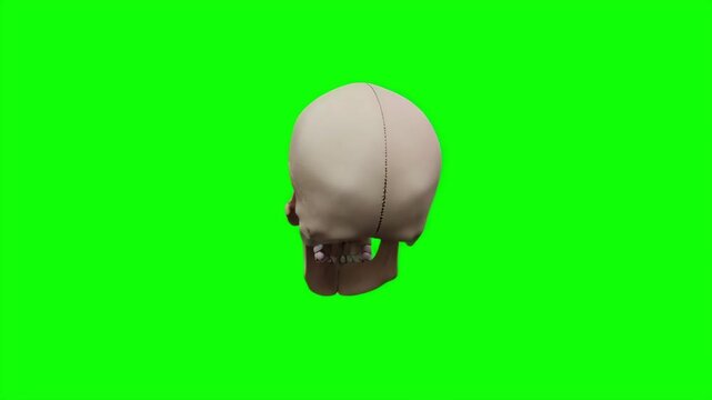 Human Skull Rotating Three Hundred Sixty Degrees Isolated on a Chroma Key Green Screen Background VFX